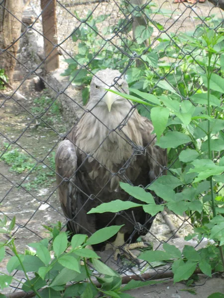 动物园里一只骄傲的鹰躲在绿灌木丛后面 — 图库照片