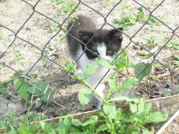 Schwarz Weißes Süßes Kätzchen Auf Dem Zaun — Stockfoto