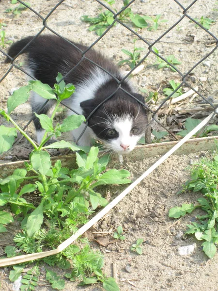 Ein Süßes Schwarz Weißes Kätzchen Kletterte Durch Den Zaun — Stockfoto