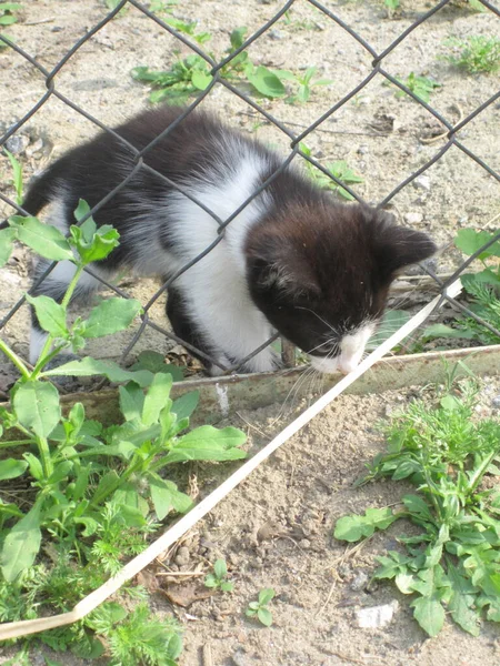 かわいい黒と白の子猫が柵を登り — ストック写真