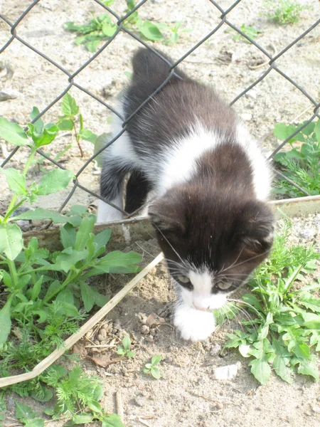 Милый Чёрно Белый Котёнок Перелез Через Забор — стоковое фото