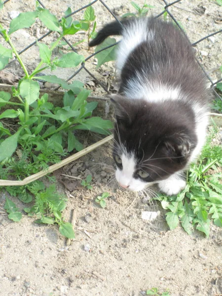 Милый Чёрно Белый Котёнок Перелез Через Забор — стоковое фото