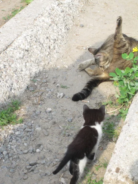 Eine Katze Mit Einem Kätzchen Auf Dem Boden — Stockfoto