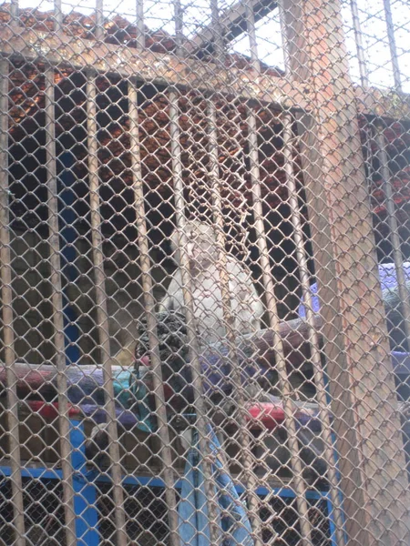 Singe Dans Une Cage Zoo Ville — Photo