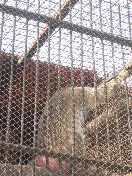 城市动物园的一只猴子关在笼子里 — 图库照片