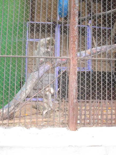 Monos Una Jaula Zoológico Ciudad —  Fotos de Stock