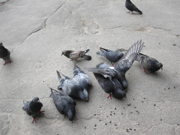 Asfaltta Çeşitli Güvercinler Sokak Fotoğrafları — Stok fotoğraf