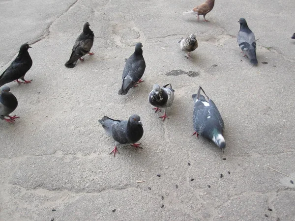 아스팔트 사진에 나오는 마리의 비둘기 — 스톡 사진