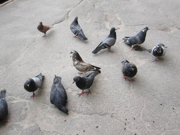 Various pigeons on the asphalt - street photos