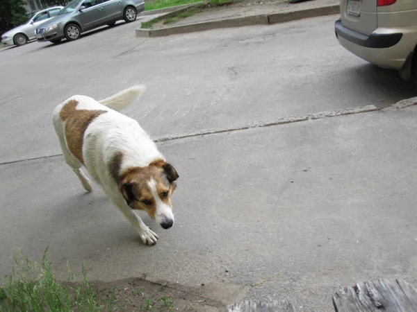 Piękny Uroczy Uliczny Pies Spacerujący Ulicą Zdjęcia Ulicy — Zdjęcie stockowe