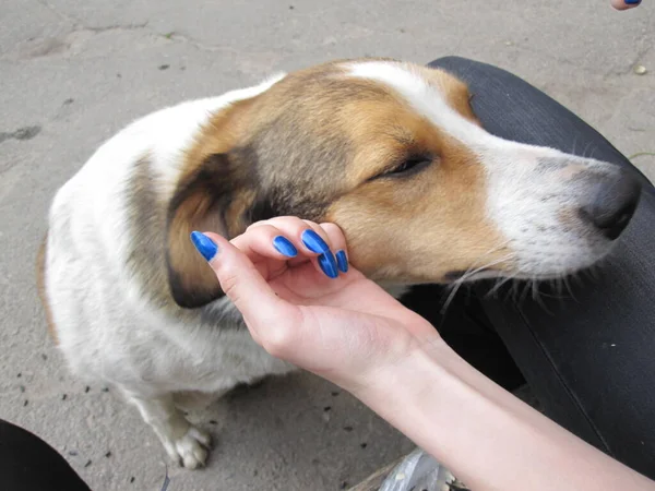 Krásný Roztomilý Pouliční Pes Miluje Být Pomazlený — Stock fotografie