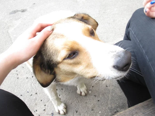 Krásný Roztomilý Pouliční Pes Miluje Být Pomazlený — Stock fotografie