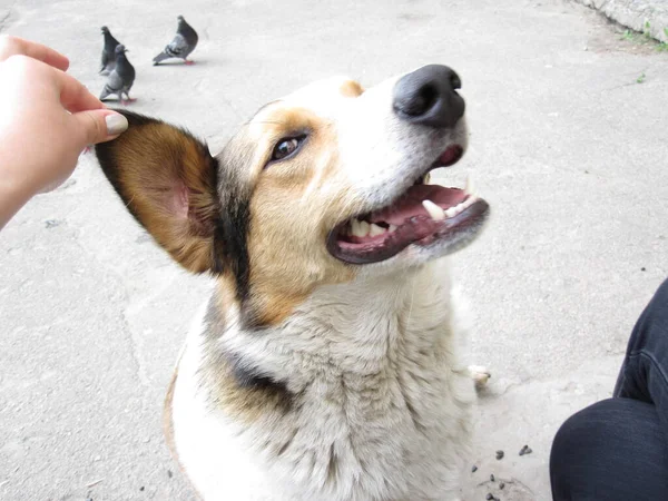 Piękny Cute Street Dog Spiczastym Uchem — Zdjęcie stockowe