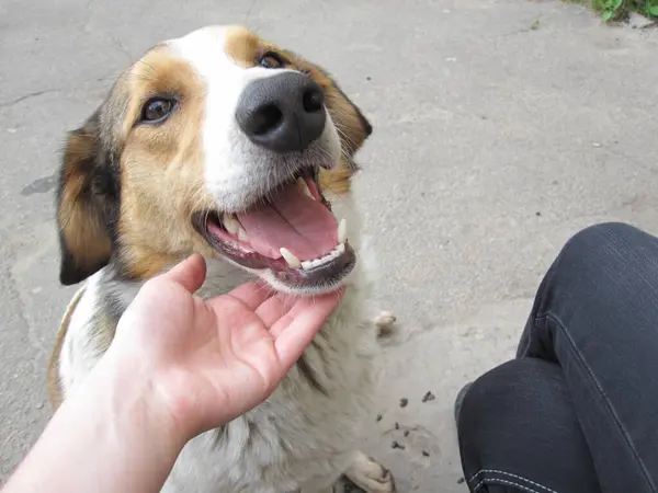 Piękny Cute Street Dog Uwielbia Być Pieszczoty — Zdjęcie stockowe