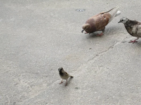 Çeşitli Güvercinler Asfaltta Bir Serçe Sokak Fotoğrafları — Stok fotoğraf