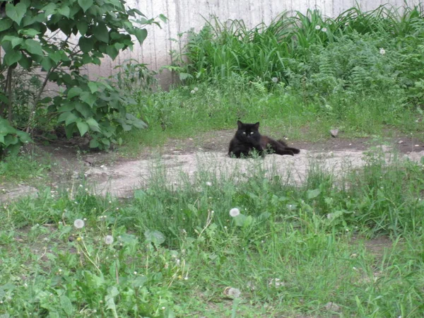 一只黑猫躺在一张绿色草坪街上的照片上 — 图库照片