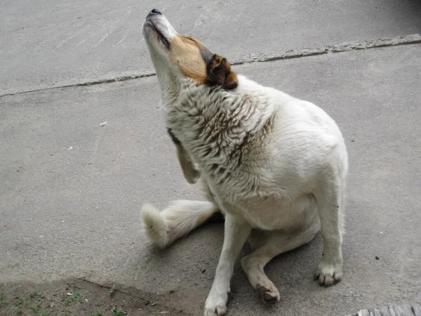 A street dog is scratching - street photos