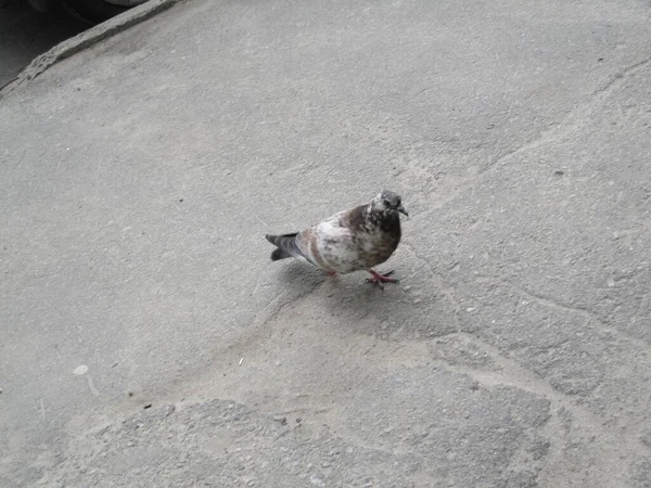 아스팔트에 비둘기 — 스톡 사진