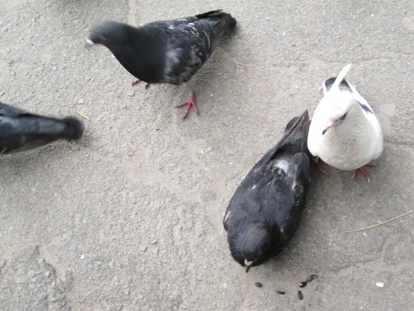 Divers Pigeons Sur Asphalte Photos Rue — Photo