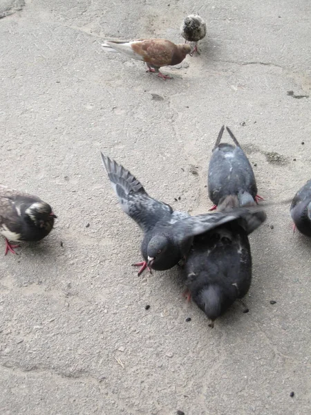 Verschiedene Tauben Auf Dem Asphalt Straßenfotos — Stockfoto