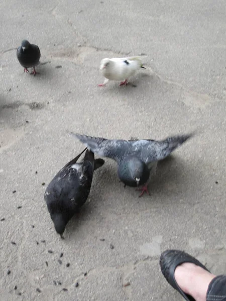 Verschiedene Tauben Auf Dem Asphalt Straßenfotos — Stockfoto
