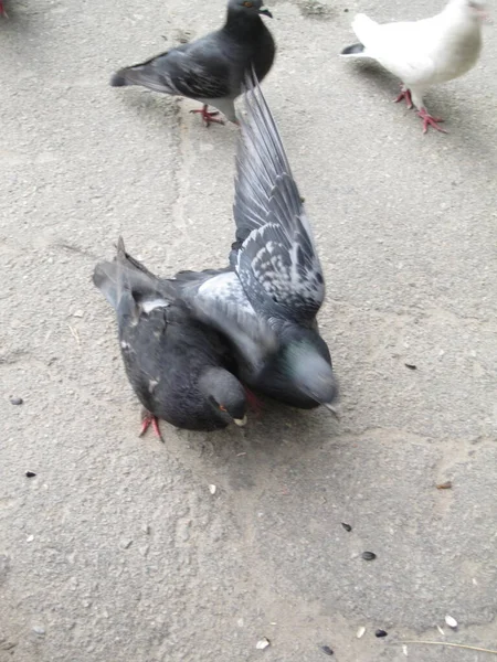 아스팔트 사진에 나오는 마리의 비둘기 — 스톡 사진