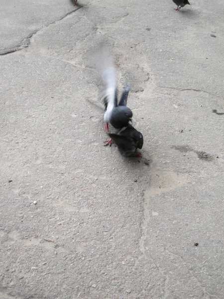 Asfalttaki Güvercinler Tohumlar Üzerine Bir Tartışma Sokak Fotoğrafları — Stok fotoğraf