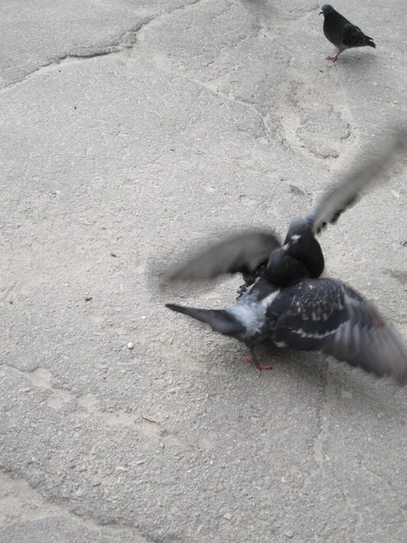 アスファルトの上の鳩 種子に関する論争 路上写真 — ストック写真
