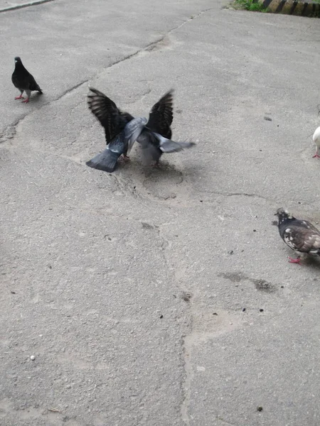아스팔트 비둘기 거리의 — 스톡 사진