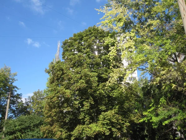 Зелені Дерева Блакитне Небо — стокове фото