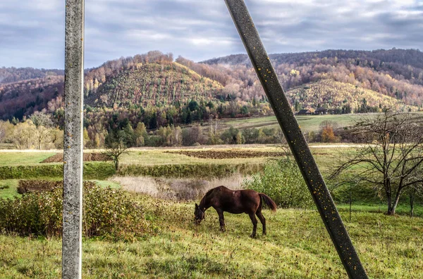Kůň Pozadí Podzimní Krajiny Horizontální Foto Karpaty Ukrajina — Stock fotografie