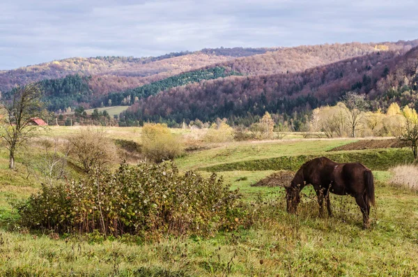 Koń Gniady Tle Jesiennego Krajobrazu Zdjęcie Poziome Karpaty Ukraina — Zdjęcie stockowe