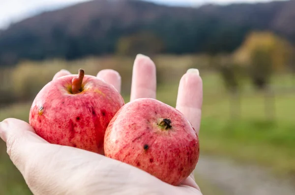 Ein Roter Apfel Mit Regentropfen Der Hand Vor Dem Hintergrund — Stockfoto