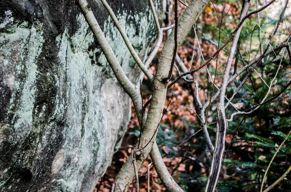 秋の木を背景に美しい枝が交差しました 秋の風景テクスチャ写真 — ストック写真
