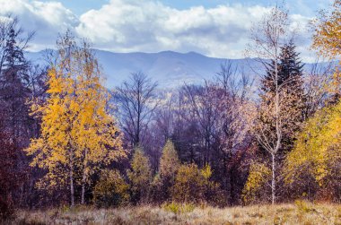 Sonbaharda Karpat dağları. Renkli sonbahar manzara sahnesi.
