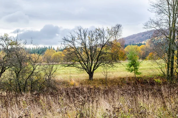 Jesienny Jesienny Listowie Pole Drzewo Tle Błękitny Niebo Jesienny Krajobraz — Zdjęcie stockowe