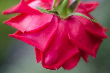 Beautiful single red rose on a blurred background.