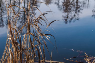 Reflection of trees in the mirror surface of the water of the lake of the city pond. Spring still life photo.
