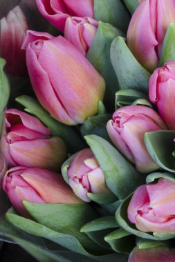 Bouquet of fresh pink tulips on a light blurred background. Spring flower photo for Valentine's Day, March 8, Mother's Day..