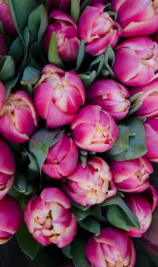 Bouquet of fresh pink tulips on a light blurred background. Spring flower photo for Valentine's Day, March 8, Mother's Day..