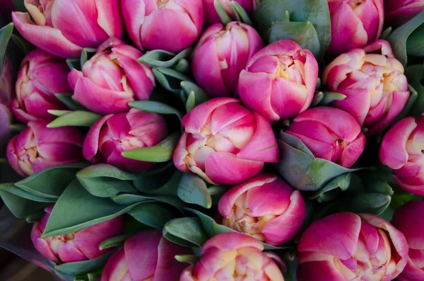 Bouquet of fresh pink tulips on a light blurred background. Spring flower photo for Valentine's Day, March 8, Mother's Day..