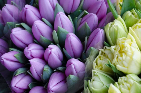 Bouquet of fresh violet and yellow tulips on a light blurred background. Spring flower photo for Valentine\'s Day, March 8, Mother\'s Day..