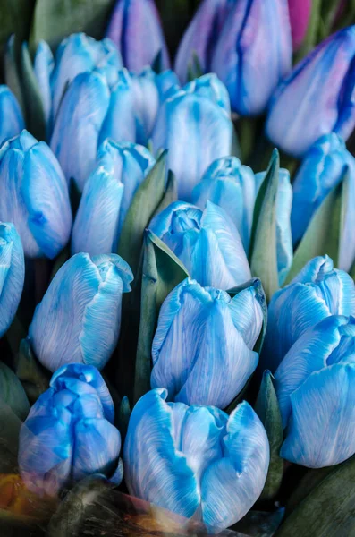 Niebieskie Fioletowe Tulipany Wiosenny Bukiet Kwiatów Bukiet Zdjęć — Zdjęcie stockowe