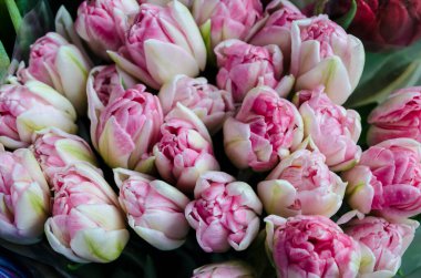 Bouquet of fresh pink tulips on a light blurred background. Spring flower photo for Valentine's Day, March 8, Mother's Day..