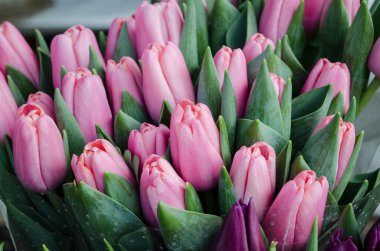 Bouquet of fresh pink tulips on a light blurred background. Spring flower photo for Valentine's Day, March 8, Mother's Day..