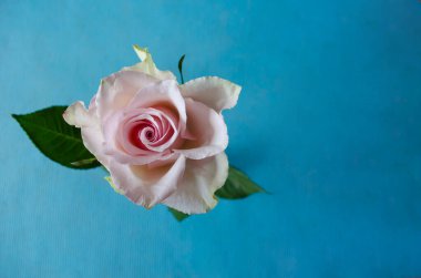 Mavi arkaplanda hafif açık pembe bir gül. Metin için yeri olan çiçek kartpostalı.