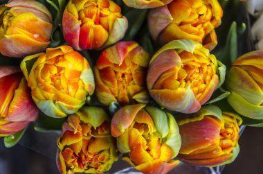 Açık arkaplanda bir buket taze turuncu lale. Sevgililer Günü için bahar çiçeği fotoğrafı, 8 Mart, Anneler Günü...