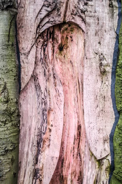 Baumrinde Natürliches Muster Form Eines Yoni Weibliches Sakrales Symbol Der — Stockfoto