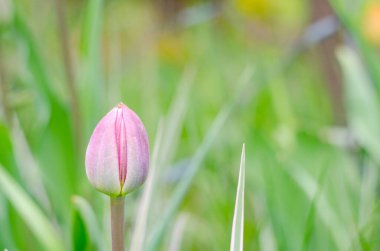 Doğal bir arka planda yumuşak pembe lale tomurcuğu. Yoni 'nin kadınsı güzelliğini hatırlatan bir çiçeğin fotoğrafı..