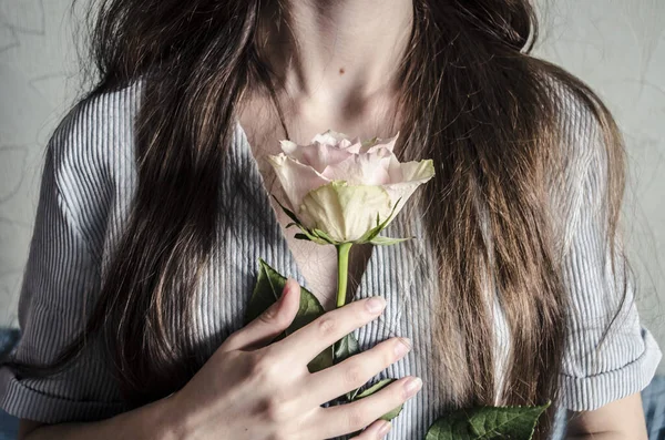 stock image A beautiful light tea rose in the hands of a young girl. Beautiful romantic photo